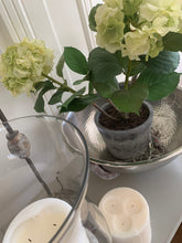 Load image into Gallery viewer, Green Hydrangea Plants in Garden Pot