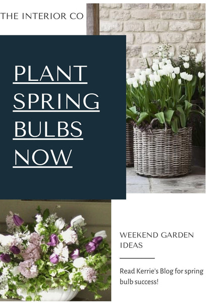 Planting Up Now For Spring - Kerrie's Guide